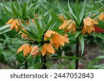 Orange fritillaria imperialis ...