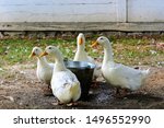 Ducks In A Rural Yard  Standing ...