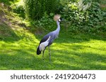 Small photo of The grey crowned crane (Balearica regulorum). Other names: African crowned crane, golden crested crane, golden crowned crane.