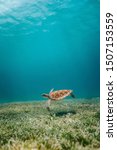 Photograph Of A Turtle Under...