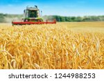 Combine Harvester Harvests Ripe ...