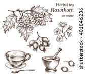 Hawthorn    Botanical Drawing....