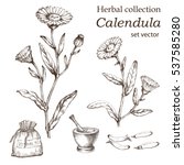 Calendula Plant  Botanical...