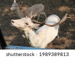 Two fallow deer are approaching a tourist bus to get food inside the open zoo. Male deer with broad flat horns at the tip resembles a moose Scientific name:Dama dama is medium-sized,paired hoofed deer