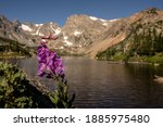 Lewis Monkeyflower Blossom in front of lake Isabelle in Indian Peaks Wilderness