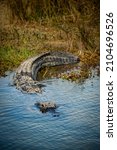 Large Alligator Enters Pool In...