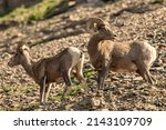 Small photo of Two Big Horn Sheep Stand On Precarious Scree in Glacier National Park