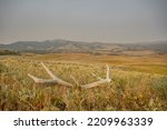 Single Elk Antler Lays In Grassy Field Along Specimen Ridge Trail in Yellowstone