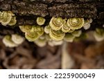 Small Fungi Grow On Fallen Log...