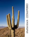 Saguaro Cactus Stands Wth Arms...