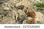 Marmot Resting in Boulder Field Looks Over Its Shoulder in tundra in Rocky Mountain National Park
