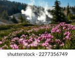 Mountain Heather Bloom Near Bumpass Hell In Lassen Volcanic National Park