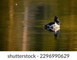 Small photo of Ripples Eminate From Ring-necked Duck In Sprague Lake in Rocky Mountain National Park