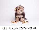 Yorkshire terrier puppy with Christmas balls on a white background