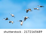 Cranes are flying in the sky. Crane flock in sky. Flying cranes in blue sky. Cranes in sky