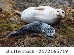 An adult seal together with a...