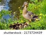 Duck with ducklings on the river bank