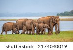 A family of elephants on a walk....
