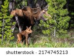 Moose With A Small Calf In The...