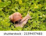 Snail gliding on the wet grass...