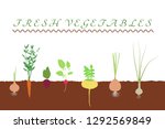 fresh vegetables in the soil in ... | Shutterstock .eps vector #1292569849