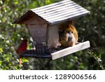Cardinal And Squirrel Sharing...