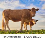 Cow And Calf In Morning Pasture