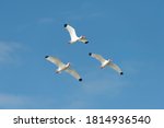 White ibis  eudocimus albus  in ...