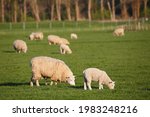 Small photo of Grazing sheep and lambs, lambkin, domestic sheep (Ovis orientalis aries), nature reserve Haseldorfer Binnenelbe with Elbvorland, Haseldorfer Marsch, Schleswig-Holstein, Germany