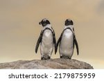 Two Spectacle Penguins ...