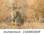 Small photo of African Wildcat (Felis silvestris lybica), wildcat in Busch Grass, Mashatu Game Reserve, Tuli Block, Botswana