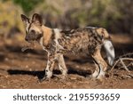 Small photo of African wild dog (Lycaon pictus), puppy with bark in its mouth, Zimanga Game Reserve, Kwa Zulu Natal, South Africa