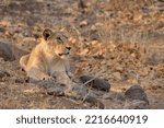 Asiatic Lion (Panthera leo persica), young male, Gir Forest National Park, Gir Sanctuary, Gujarat, India