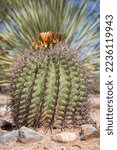 Small photo of Fishhook Barrel Cactus (Ferocactus wislizeni) with flower, Tucson, Arizona, USA