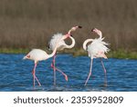 Small photo of Greater Flamingo (Phoenicopterus roseus), a pair on the left quarrels with a solitary male, at the Laguna de Fuente de Piedra, Malaga province province, Andalusia, Spain
