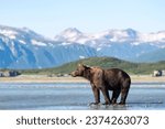 Small photo of Brown bear (Ursus Arctos) stands in the water, behind mountains, Katmai National Park, Alaska, USA