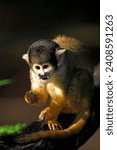 Small photo of Common squirrel monkey (Saimiri sciureus), South America, Adult, on tree, feeding Common Squirrel Monkey, South America Common Squirrel Monkey, on tree, feeding Common Squirrel Monkey, Saimi
