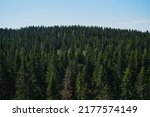 One dry dead spruce in midst of dense green young fresh forest. Nature of Karelia, Russia. View of coniferous summer forest from air. Minimalistic background with treetops, aerial view.