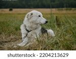Alaskan husky with white muzzle and brown eyes lies in grass. Portrait in profile close up. Smart devoted sad look of mutt outside. Riding half breed tied to chain and waiting for training.