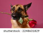 Concept of Valentine's Day. Isolated on pink background. German Shepherd holds one beautiful red rose in mouth. Gentleman dog with flower congratulates on woman's day or happy birthday.