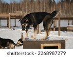 Black-and-tan Alaskan husky puppy has climbed on roof of wooden booth and basking in rays of rare winter sun. Adorable mutt puppy outside in shelter for abandoned animals.