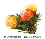 Red And Yellow Leucospermum ...