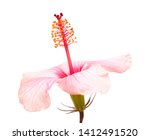 Gentle Pink Hibiscus Isolated...