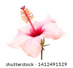Gentle Pink Hibiscus Isolated...