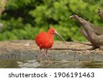 Scarlet Ibis. Eudocimus Ruber....