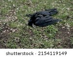 Dead bird crow in grass. Bird flu. Corpse of wild bird. Avian influenza Grippus avium. 