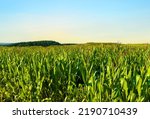 Small photo of Corn field background. Corn on the green stalk in the field. Maize plant and sweetcorn. Corncob in cornfield at farm. Harvest season. Green leaves and corn background. Fodder maize and grain crop.