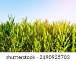 Corn field background. Corn on the green stalk in the field. Maize plant and sweetcorn. Corncob in cornfield at farm. Harvest season. Green leaves and corn background. Fodder maize and grain crop. 