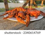 Small photo of Lobster on plate on a wooden table. Crawfish Snack to beer. Crayfish Beer snack dish. Boiled crawfish, red clayfish eat. Fresh cooked Crawfishes.