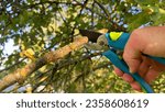 Small photo of Cutting branches of tree, Garden work cut. Farmer hand prunes branches of a tree in garden with pruning shears or secateurs. Pruning tree with clippers on backyard. Trimming tree branche with scissors